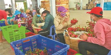 滇臺連線 深化市場調(diào)研，共拓合作新局